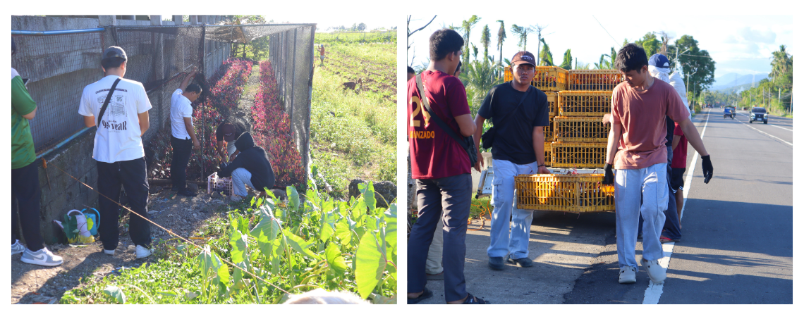Left to Right: Distribution of purple yam planting materials at Brgy. Pangasugan, Baybay City, Leyte in March 2026.