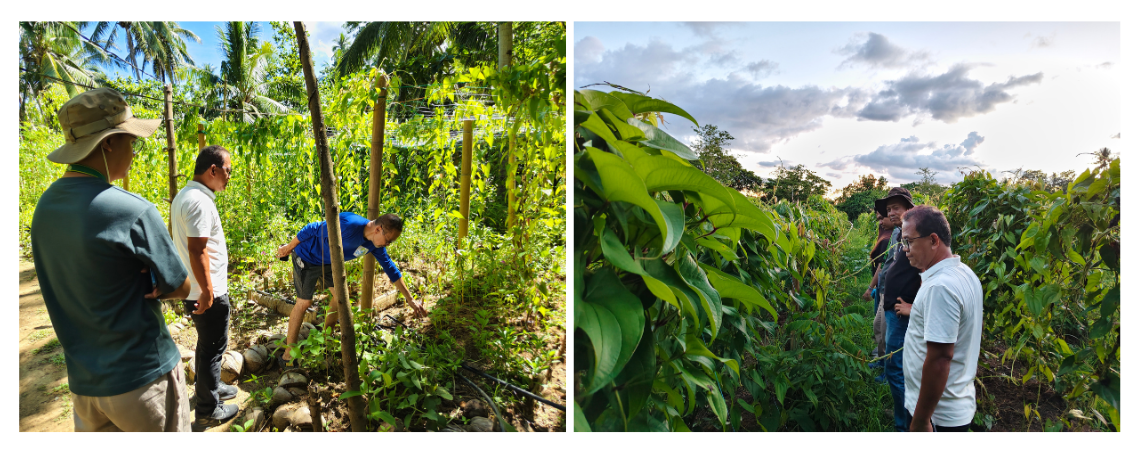 Left to Right: Site inspection at Edvantage Farm, Inopacan, Leyte and Juanito Eco-Farm School for Practical Agriculture (JEFSPA), Kananga, Leyte.