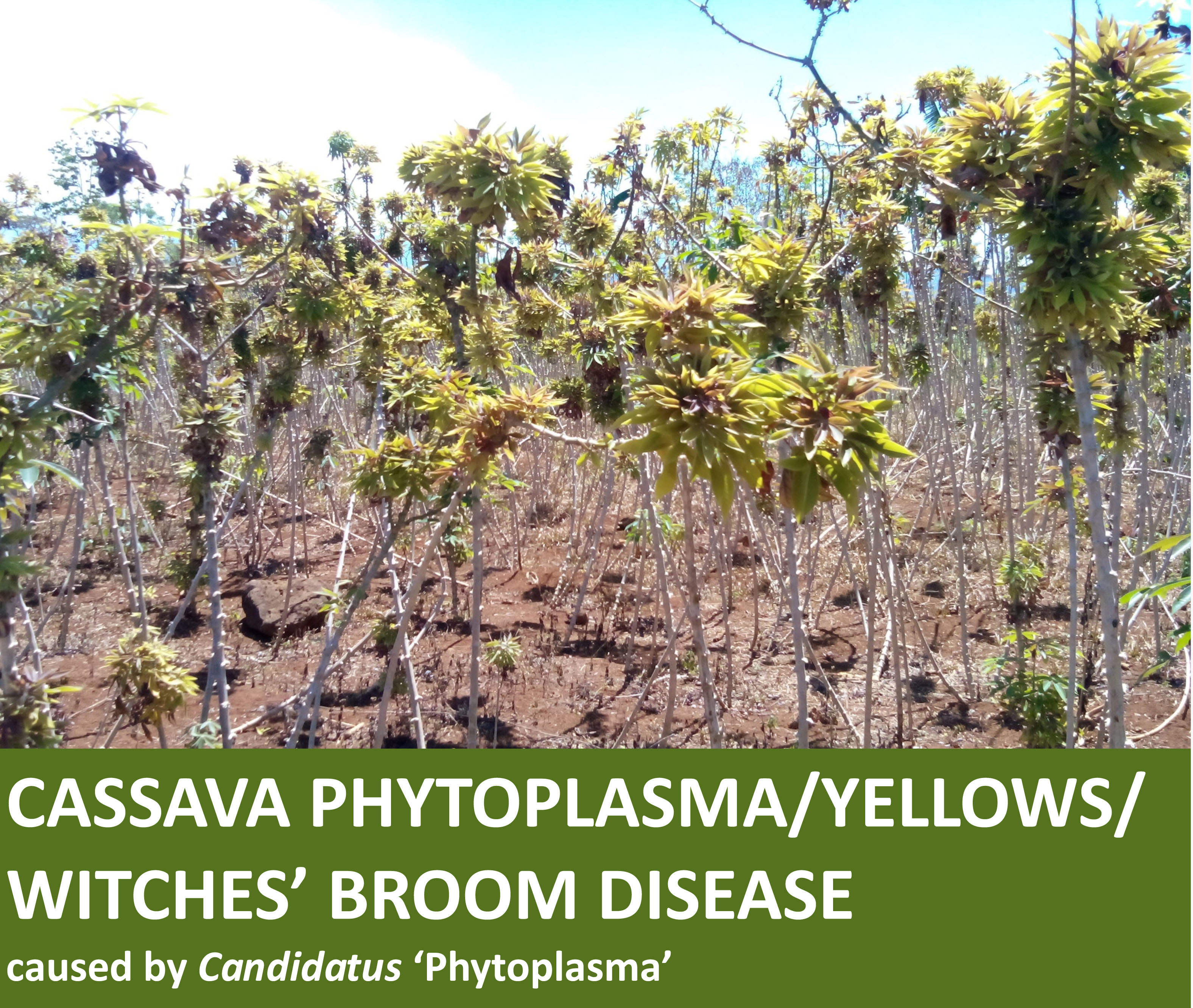 cultural management of cassava bacterial blight